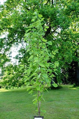 Magnolia acuminata - šácholan přišpičatělý - jarní habitus